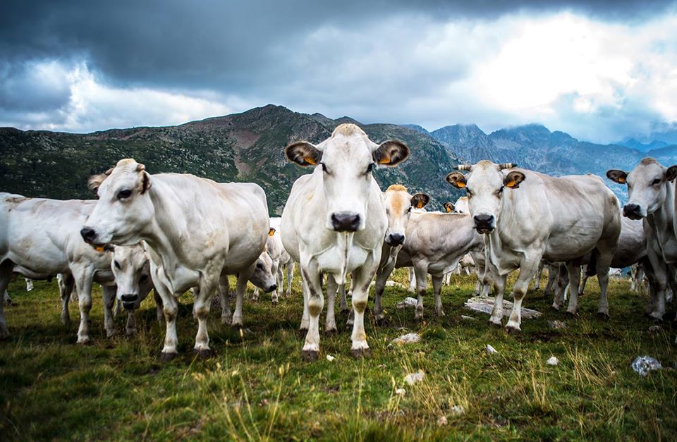 RFID per la tracciabilità alimentare ad A&T 2020