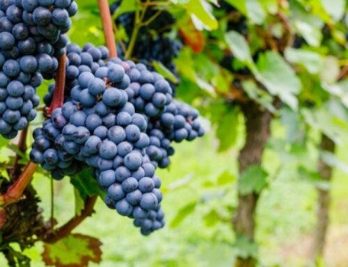 RFID per la tracciabilità del vino Amarone di DAL FORNO ROMANO